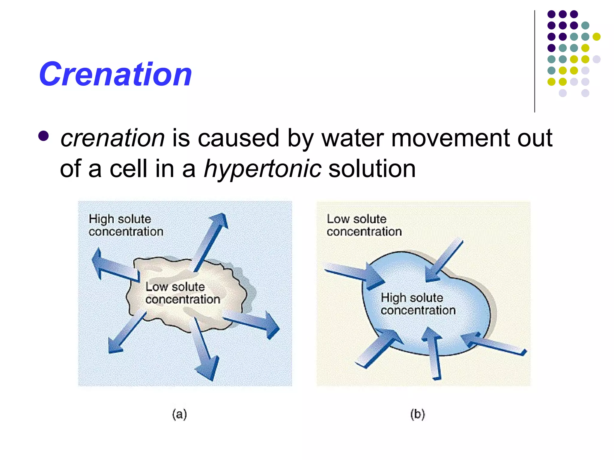 Crenation crenation  is caused by water movement out of a cell in a  hypertonic  solution  