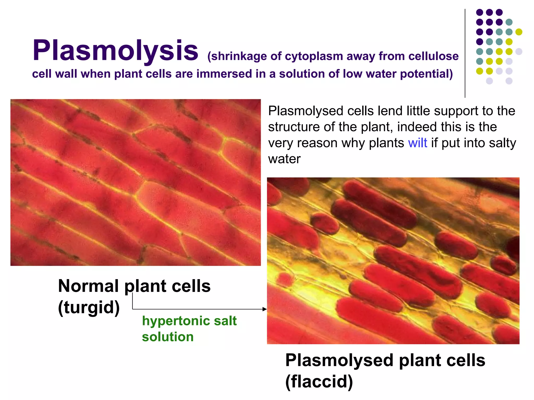 Plasmolysis  (shrinkage of cytoplasm away from cellulose cell wall when plant cells are immersed in a solution of low water potential) Normal plant cells (turgid) Plasmolysed plant cells (flaccid) hypertonic salt solution Plasmolysed cells lend little support to the structure of the plant, indeed this is the very reason why plants  wilt  if put into salty water  