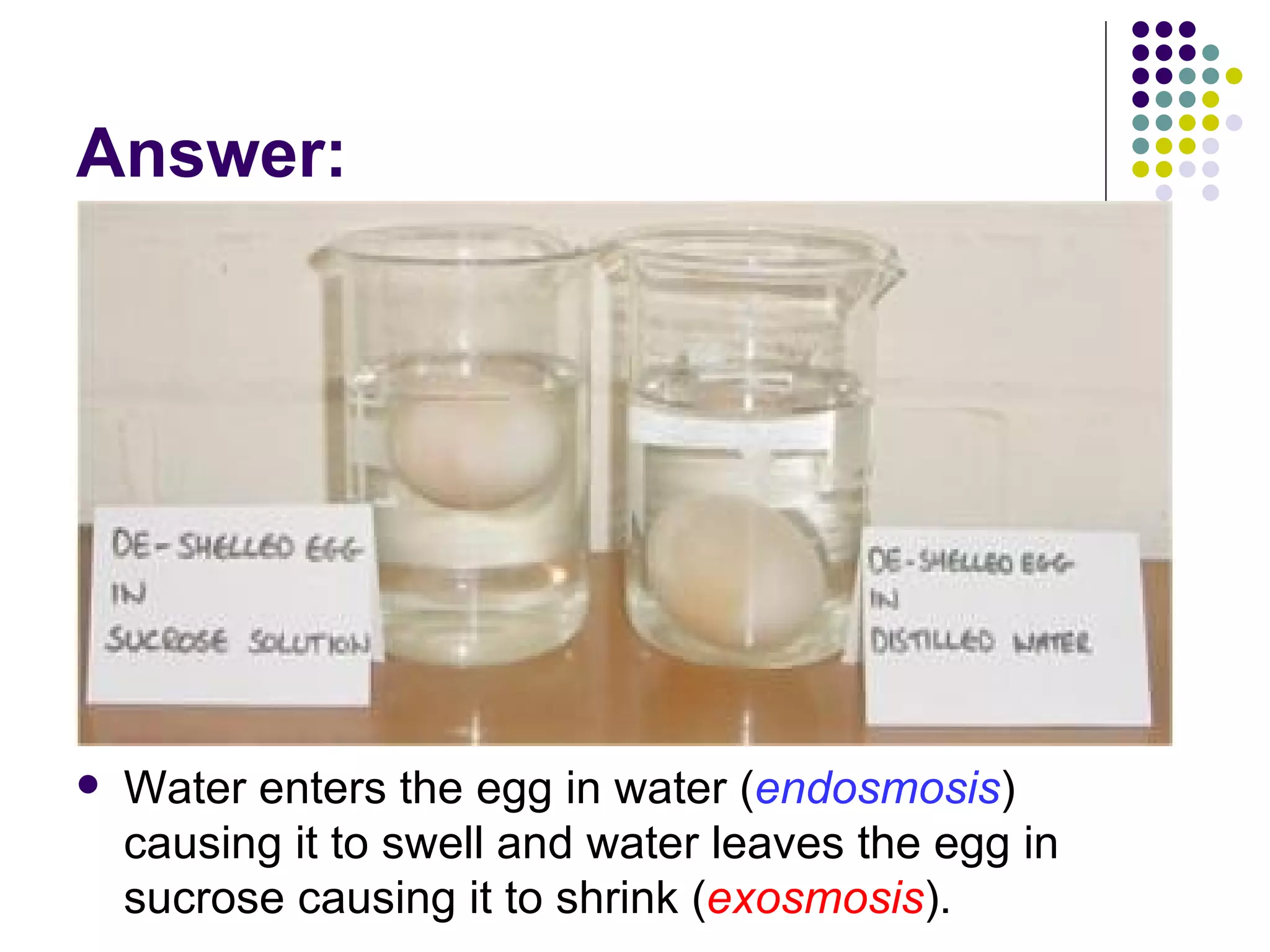 Answer: Water enters the egg in water ( endosmosis ) causing it to swell and water leaves the egg in sucrose causing it to shrink ( exosmosis ).  