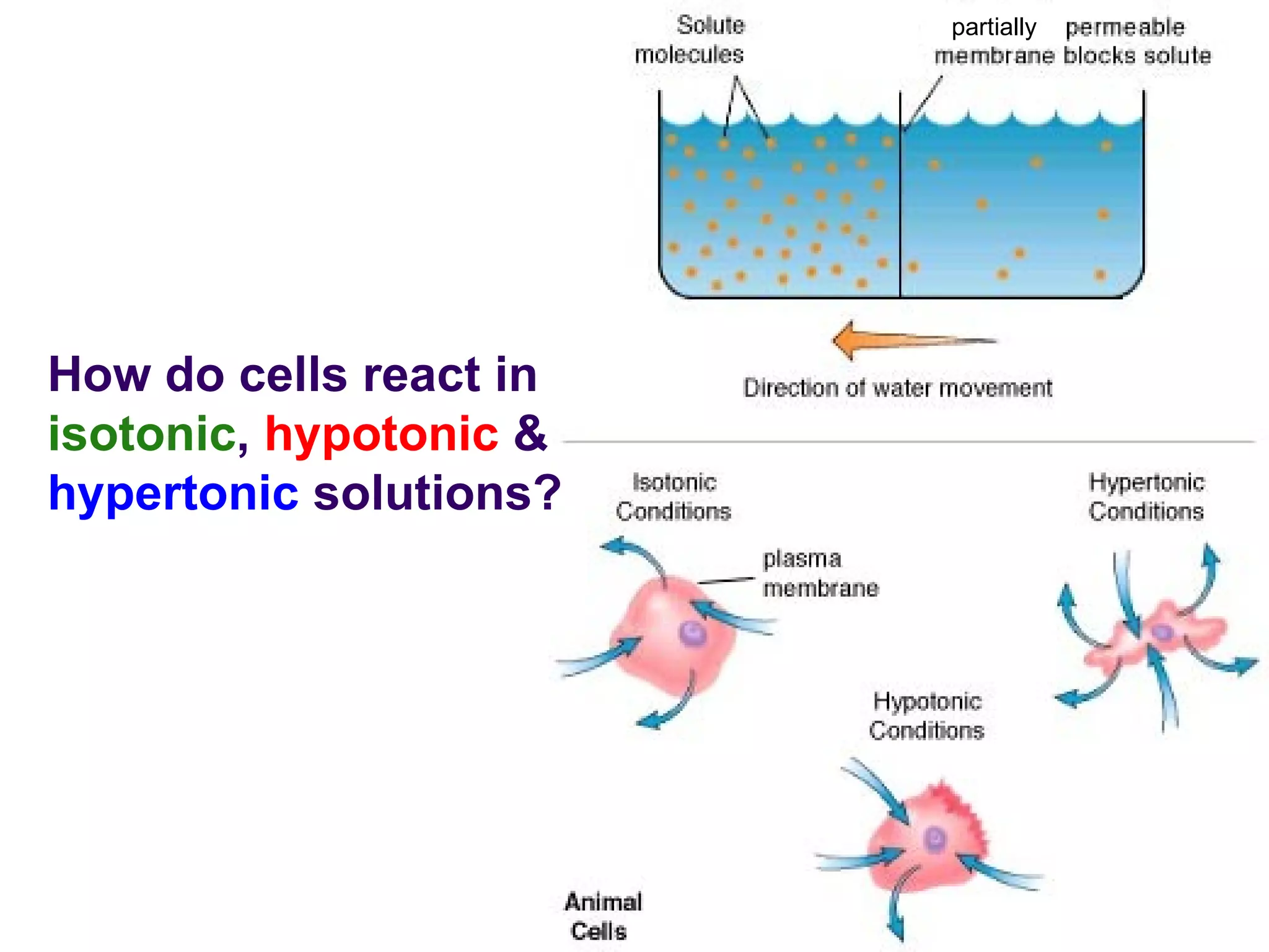 How do cells react in  isotonic ,  hypotonic  &  hypertonic  solutions? partially 