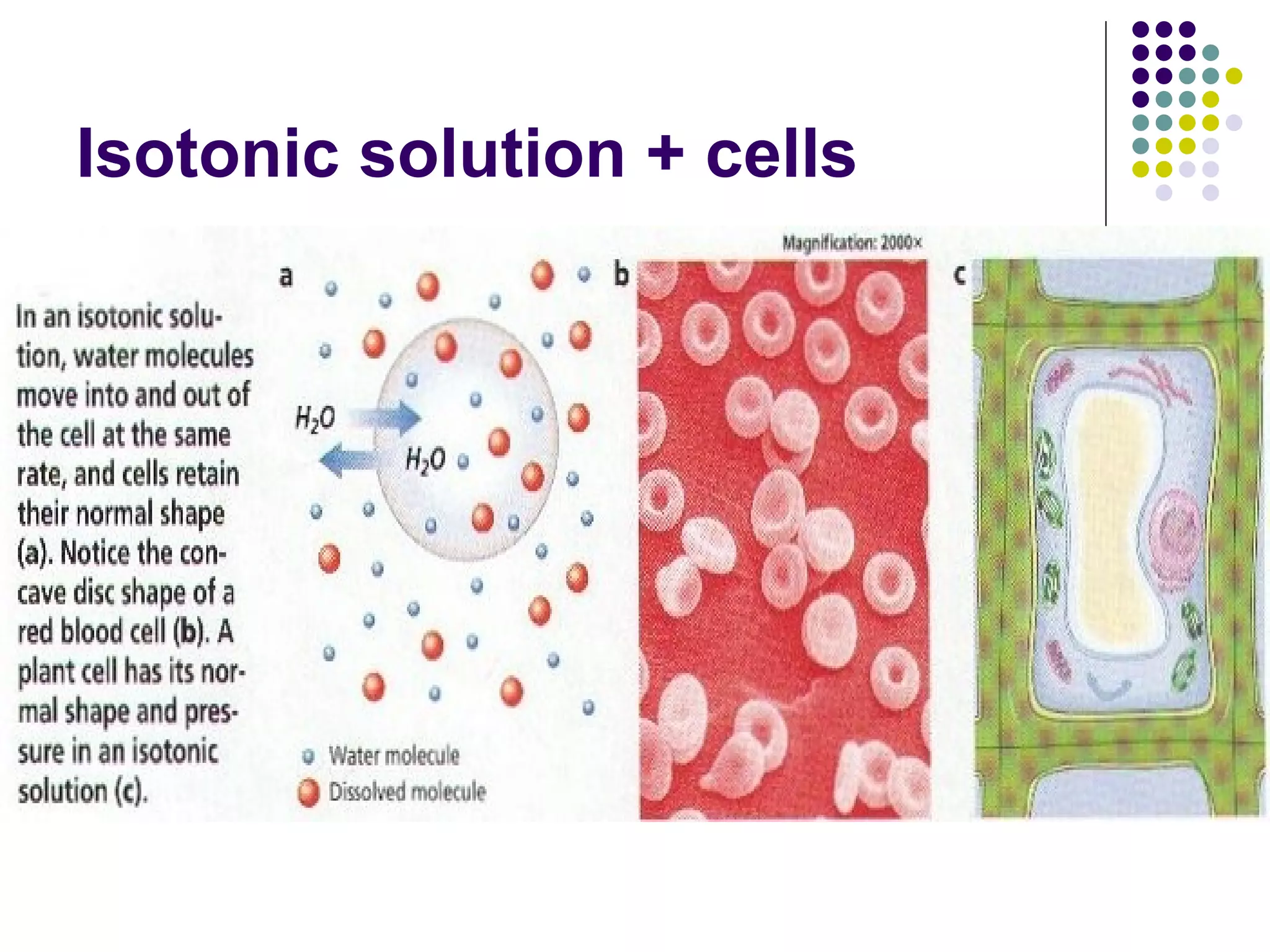 Isotonic solution + cells 