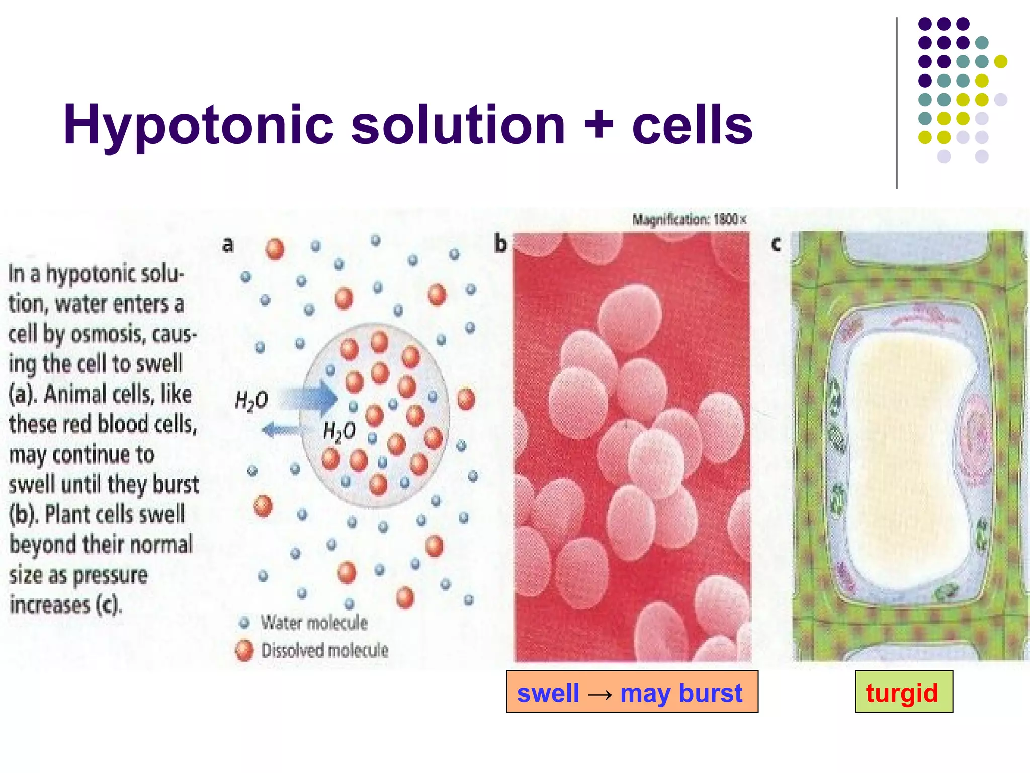 Hypotonic solution + cells swell  ->  may burst turgid 