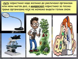 -лупу користимо када желимо да увеличамо организам
или неки његов део, а микроскоп користимо за посма-
трање организама које не можемо видети голим оком
 