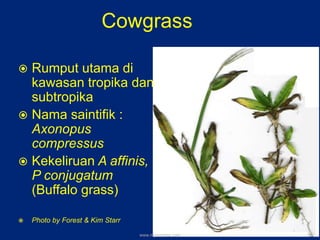 Cowgrass
 Rumput utama di
kawasan tropika dan
subtropika
 Nama saintifik :
Axonopus
compressus
 Kekeliruan A affinis,
P conjugatum
(Buffalo grass)
 Photo by Forest & Kim Starr
www.mynormas.com 10
 