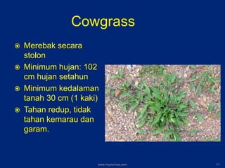Cowgrass
 Merebak secara
stolon
 Minimum hujan: 102
cm hujan setahun
 Minimum kedalaman
tanah 30 cm (1 kaki)
 Tahan redup, tidak
tahan kemarau dan
garam.
www.mynormas.com 11
 