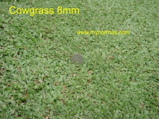 Cowgrass 8mm
www.mynormas.com
www.mynormas.com 13
 