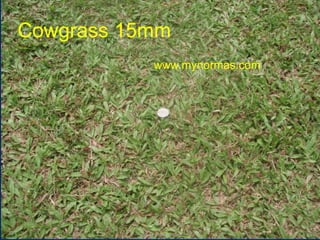 Cowgrass 15mm
www.mynormas.com
www.mynormas.com 14
 