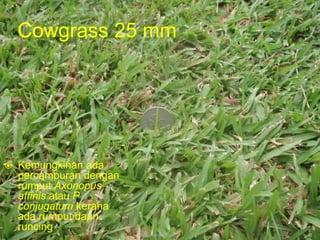 Cowgrass 25 mm
 Kemungkinan ada
percampuran dengan
rumput Axonopus
affinis atau P
conjugatum kerana
ada rumput daun
runcing
www.mynormas.com 15
 