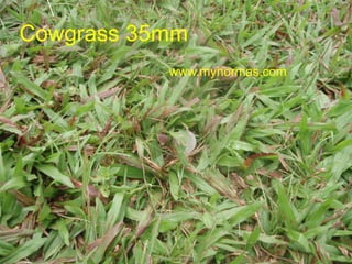 Cowgrass 35mm
www.mynormas.com
www.mynormas.com 16
 