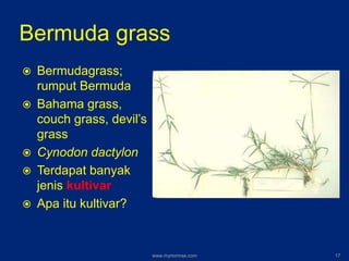 Bermuda grass
 Bermudagrass;
rumput Bermuda
 Bahama grass,
couch grass, devil’s
grass
 Cynodon dactylon
 Terdapat banyak
jenis kultivar
 Apa itu kultivar?
www.mynormas.com 17
 