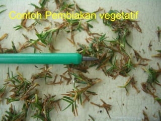 Contoh Pembiakan vegetatif
www.mynormas.com 21
 