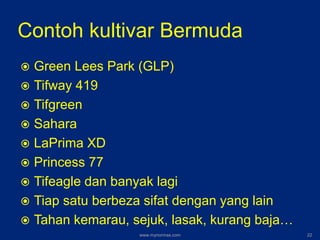 Contoh kultivar Bermuda
 Green Lees Park (GLP)
 Tifway 419
 Tifgreen
 Sahara
 LaPrima XD
 Princess 77
 Tifeagle dan banyak lagi
 Tiap satu berbeza sifat dengan yang lain
 Tahan kemarau, sejuk, lasak, kurang baja…
www.mynormas.com 22
 