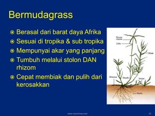 Bermudagrass
 Berasal dari barat daya Afrika
 Sesuai di tropika & sub tropika
 Mempunyai akar yang panjang
 Tumbuh melalui stolon DAN
rhizom
 Cepat membiak dan pulih dari
kerosakkan
www.mynormas.com 23
 
