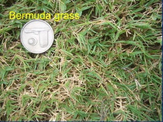 Bermuda grass
www.mynormas.com 24
 