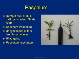Paspalum
 Rumput dulu di Bukit
Jalil dan stadium Shah
Alam.
 Seashore Paspalum
 Banyak hidup di tepi
laut; tahan masin
 Hijau gelap
 Paspalum vaginatum
www.mynormas.com 28
 