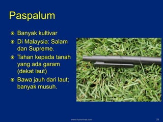 Paspalum
 Banyak kultivar
 Di Malaysia: Salam
dan Supreme.
 Tahan kepada tanah
yang ada garam
(dekat laut)
 Bawa jauh dari laut;
banyak musuh.
www.mynormas.com 29
 