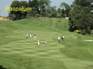 Paspalum
www.mynormas.com 30
 