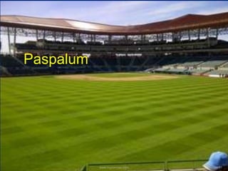 Paspalum
www.mynormas.com 31
 