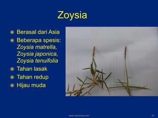 Zoysia
 Berasal dari Asia
 Beberapa spesis:
Zoysia matrella,
Zoysia japonica,
Zoysia tenuifolia
 Tahan lasak
 Tahan redup
 Hijau muda
www.mynormas.com 32
 