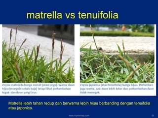 matrella vs tenuifolia
Matrella lebih tahan redup dan berwarna lebih hijau berbanding dengan tenuifolia
atau japonica.
www.mynormas.com 33
 