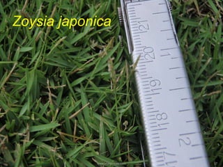 Zoysia japonica
www.mynormas.com 37
 