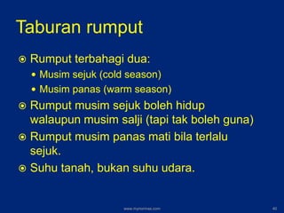 Taburan rumput
 Rumput terbahagi dua:
 Musim sejuk (cold season)
 Musim panas (warm season)
 Rumput musim sejuk boleh hidup
walaupun musim salji (tapi tak boleh guna)
 Rumput musim panas mati bila terlalu
sejuk.
 Suhu tanah, bukan suhu udara.
www.mynormas.com 40
 