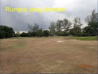 Rumput yang dorman
www.mynormas.com 44
 