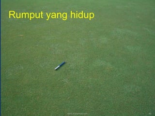 Rumput yang hidup
www.mynormas.com 45
 