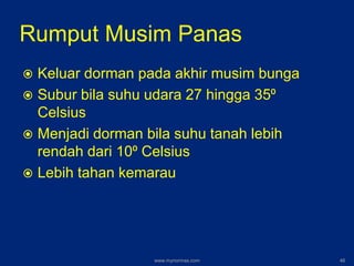 Rumput Musim Panas
 Keluar dorman pada akhir musim bunga
 Subur bila suhu udara 27 hingga 35⁰
Celsius
 Menjadi dorman bila suhu tanah lebih
rendah dari 10⁰ Celsius
 Lebih tahan kemarau
www.mynormas.com 46
 