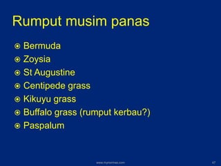 Rumput musim panas
 Bermuda
 Zoysia
 St Augustine
 Centipede grass
 Kikuyu grass
 Buffalo grass (rumput kerbau?)
 Paspalum
www.mynormas.com 47
 