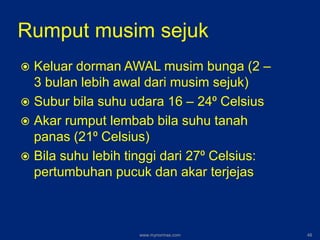 Rumput musim sejuk
 Keluar dorman AWAL musim bunga (2 –
3 bulan lebih awal dari musim sejuk)
 Subur bila suhu udara 16 – 24⁰ Celsius
 Akar rumput lembab bila suhu tanah
panas (21⁰ Celsius)
 Bila suhu lebih tinggi dari 27⁰ Celsius:
pertumbuhan pucuk dan akar terjejas
www.mynormas.com 48
 
