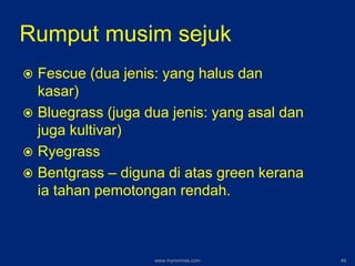 Rumput musim sejuk
 Fescue (dua jenis: yang halus dan
kasar)
 Bluegrass (juga dua jenis: yang asal dan
juga kultivar)
 Ryegrass
 Bentgrass – diguna di atas green kerana
ia tahan pemotongan rendah.
www.mynormas.com 49
 