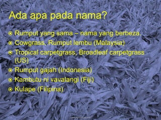  Rumput yang sama – nama yang berbeza.
 Cowgrass, Rumput lembu (Malaysia)
 Tropical carpetgrass, Broadleaf carpetgrass
(US)
 Rumput gajah (Indonesia)
 Kambutu ni vavalangi (Fiji)
 Kulape (Filipina)
Ada apa pada nama?
www.mynormas.com 7
 