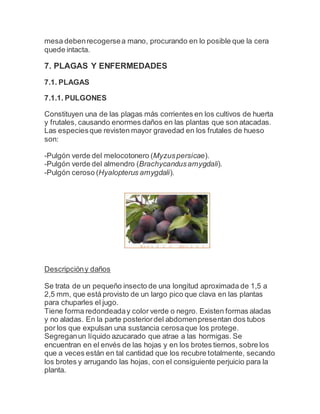 mesa debenrecogersea mano, procurando en lo posible que la cera
quede intacta.
7. PLAGAS Y ENFERMEDADES
7.1. PLAGAS
7.1.1. PULGONES
Constituyen una de las plagas más corrientes en los cultivos de huerta
y frutales, causando enormes daños en las plantas que son atacadas.
Las especiesque revisten mayor gravedad en los frutales de hueso
son:
-Pulgón verde del melocotonero (Myzuspersicae).
-Pulgón verde del almendro (Brachycandusamygdali).
-Pulgón ceroso (Hyalopterus amygdali).
Descripcióny daños
Se trata de un pequeño insecto de una longitud aproximada de 1,5 a
2,5 mm, que está provisto de un largo pico que clava en las plantas
para chuparles el jugo.
Tiene forma redondeaday color verde o negro. Existen formas aladas
y no aladas. En la parte posteriordel abdomenpresentan dos tubos
por los que expulsan una sustancia cerosaque los protege.
Segreganun líquido azucarado que atrae a las hormigas. Se
encuentran en el envés de las hojas y en los brotes tiernos, sobre los
que a veces están en tal cantidad que los recubre totalmente, secando
los brotes y arrugando las hojas, con el consiguiente perjuicio para la
planta.
 