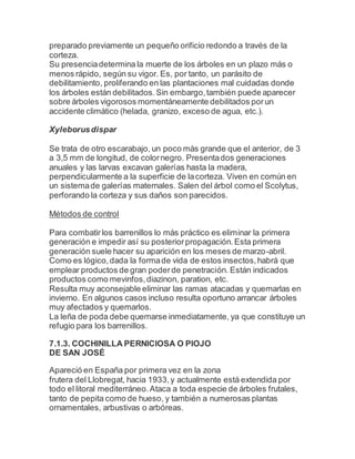 preparado previamente un pequeño orificio redondo a través de la
corteza.
Su presenciadetermina la muerte de los árboles en un plazo más o
menos rápido, según su vigor. Es, por tanto, un parásito de
debilitamiento, proliferando en las plantaciones mal cuidadas donde
los árboles están debilitados.Sin embargo,también puede aparecer
sobre árboles vigorosos momentáneamente debilitados porun
accidente climático (helada, granizo, exceso de agua, etc.).
Xyleborusdispar
Se trata de otro escarabajo, un poco más grande que el anterior, de 3
a 3,5 mm de longitud, de colornegro. Presentados generaciones
anuales y las larvas excavan galerías hasta la madera,
perpendicularmente a la superficie de lacorteza. Viven en común en
un sistemade galerías maternales. Salen del árbol como el Scolytus,
perforando la corteza y sus daños son parecidos.
Métodos de control
Para combatirlos barrenillos lo más práctico es eliminar la primera
generación e impedir así su posteriorpropagación.Esta primera
generación suele hacer su aparición en los meses de marzo-abril.
Como es lógico,dada la formade vida de estos insectos,habrá que
emplear productos de gran poderde penetración. Están indicados
productos como mevinfos,diazinon, paration, etc.
Resulta muy aconsejable eliminar las ramas atacadas y quemarlas en
invierno. En algunos casos incluso resulta oportuno arrancar árboles
muy afectados y quemarlos.
La leña de poda debe quemarse inmediatamente, ya que constituye un
refugio para los barrenillos.
7.1.3. COCHINILLA PERNICIOSA O PIOJO
DE SAN JOSÉ
Apareció en España por primera vez en la zona
frutera del Llobregat, hacia 1933,y actualmente está extendida por
todo el litoral mediterráneo.Ataca a toda especie de árboles frutales,
tanto de pepita como de hueso, y también a numerosas plantas
ornamentales, arbustivas o arbóreas.
 