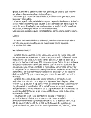 grises.La hembra está dotada de un puntiagudo taladro que le sirve
para hacer la puesta sobre distintos frutos.
Las larvas que nacen de estos huevos, mal llamadas gusanos, son
blancas y alargadas.
La hembra perfora la piel de la fruta para depositarlos huevos. A los 3-
5 días nacen las larvas que causan la descomposiciónde la pulpa. Al
cabo de unos días las larvas se dejan caer al suelo transformándose
en pupas, de las que nacen los insectos adultos.
Los ataques a albaricoques y melocotonescomienzan a partir de junio.
Daños
La carne, reblandecidahasta el hueso, queda con una consistencia
semilíquida,apareciendo en esta masa unas larvas blancas,
causantes del daño.
Métodos de control
- Empleo de mosqueros.Estos frascos de vidrio, de forma especial
para que una vez que entre la mosca no pueda salir, debencolocarse
hacia el mes de junio. En su interior se pondrá un cebo a base de 2
partes de fosfato amónico y 100 partes de agua. Antes de que se haya
evaporado el líquido, se volverá a llenar con las misma solución. Se
colgarán de una rama orientada al mediodíay sombreadapara evitar
la evaporación. Actualmente se emplean los mosquerosdesarrollados
por el INIA, a base de trimedlure (atrayente sexual) y un insecticida
diclorvos (DDVP), que poseenun gran poderde atracción sobre los
machos.
- Empleo de cebos.Se puede utilizar el fention, el malation o el
triclorfon, preparados con arreglo a la siguiente fórmula para cebo:
fention-600 g, azúcar-4 kg, agua-100 l. El azúcar puede sustituirse por
1kg de proteína hidrolizable. Con esta fórmula se pulverizará una
franja de medio metro alrededorde la copadel árbol. El tratamiento se
repetirá cada 20-25 días si se emplea el fentión y cada 8 días si se
empleael malation.
- Pulverización total. Para combatir la plaga por medio de
pulverizaciones totales, los productos que mejor resultado
proporcionanson los siguientes:fention 40 %, a dosis de 150-200g
/Hl de agua; triclorfon 80 %, a 200 g /Hl de agua. El malation es
igualmente eficaz, pero dada su menor persistencia(7-8 días), debe
 