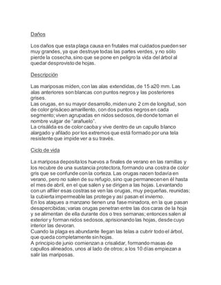 Daños
Los daños que esta plaga causa en frutales mal cuidados puedenser
muy grandes, ya que destruye todas las partes verdes, y no sólo
pierde la cosecha,sino que se pone en peligro la vida del árbol al
quedar desprovisto de hojas.
Descripción
Las mariposas miden, con las alas extendidas,de 15 a20 mm. Las
alas anteriores son blancas con puntos negros y las posteriores
grises.
Las orugas, en su mayor desarrollo,miden uno 2 cm de longitud, son
de color grisáceo amarillento, con dos puntos negros en cada
segmento;viven agrupadas en nidos sedosos,de donde toman el
nombre vulgar de “arañuelo”.
La crisálida es de colorcaoba y vive dentro de un capullo blanco
alargado y afilado por los extremos que está formado por una tela
resistente que impide ver a su través.
Ciclo de vida
La mariposa depositalos huevos a finales de verano en las ramillas y
los recubre de una sustancia protectora,formando una costra de color
gris que se confunde con la corteza. Las orugas nacen todavía en
verano, pero no salen de su refugio,sino que permanecenen él hasta
el mes de abril, en el que salen y se dirigen a las hojas. Levantando
con un alfiler esas costras se ven las orugas, muy pequeñas, reunidas;
la cubierta impermeable las protege y así pasan el invierno.
En los ataques a manzano tienen una fase minadora, en la que pasan
desapercibidas;varias orugas penetran entre las dos caras de la hoja
y se alimentan de ella durante dos o tres semanas; entonces salen al
exterior y forman nidos sedosos,aprisionando las hojas, desde cuyo
interior las devoran.
Cuando la plaga es abundante llegan las telas a cubrir todo el árbol,
que queda completamente sin hojas.
A principio de junio comienzan a crisalidar, formando masas de
capullos alineados, unos al lado de otros; a los 10 días empiezan a
salir las mariposas.
 
