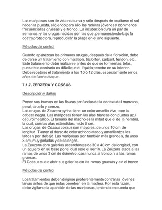 Las mariposas son de vida nocturna y sólo después de ocultarse el sol
hacen la puesta, eligiendo para ello las ramillas jóvenes y con menos
frecuencialas gruesas y el tronco. La incubación dura un par de
semanas, y las orugas nacidas son las que, permaneciendo bajo la
costra protectora, reproducirán la plaga en el año siguiente.
Métodos de control
Cuando aparezcan las primeras orugas, después de la floración, debe
de darse un tratamiento con malation, triclorfon, carbaril, fention, etc.
Este tratamiento debe realizarse antes de que se formenlas telas,
pues de lo contrario es difícilque el líquido penetre en su interior.
Debe repetirse el tratamiento a los 10 ó 12 días, especialmente en los
años de fuerte ataque.
7.1.7. ZERZERA Y COSSUS
Descripcióny daños
Ponen sus huevos en las fisuras profundas de la corteza del manzano,
peral, ciruelo y cerezo.
Las orugas de Zeuzera pyrina tiene un color amarillo vivo, con la
cabeza negra. Las mariposas tienen las alas blancas con puntos azul
oscuro metálico. El tamaño del macho es la mitad que el de la hembra,
la cual, con las alas extendidas, mide 5 cm.
Las orugas de Cossus cossusson mayores, de unos 10 cm de
longitud. Tienen el dorso de colorachocolatado y amarillentos los
lados y por debajo.Las mariposas son también más grandes, de unos
8 cm, muy peludas y de color gris.
La Zeuzera abre galerías ascendentes de 30 a 40 cm de longitud, con
un agujero en su base por el cual sale el serrín. La Zeuzera ataca a las
ramas de unos 3 cm de diámetro, casi nunca al tronco ni a las ramas
gruesas.
El Cossus suele abrir sus galerías en las ramas gruesas y en el tronco.
Métodos de control
Los tratamientos debendirigirse preferentemente contra las jóvenes
larvas antes de que éstas penetren en la madera. Por esta razón,
debe vigilarse la aparición de las mariposas, teniendo en cuenta que
 