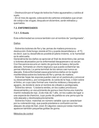 - Destrucciónpor el fuego de todos los frutos agusanados y caídos al
suelo.
- En el mes de agosto,colocaciónde cartones ondulados que sirvan
de cobijo a las orugas; después en diciembre,serán retirados y
quemados.
7.2. ENFERMEDADES
7.2.1. Cribado
Esta enfermedad se conoce también con el nombre de “perdigonada”.
Daños
· Sobre los botones de flor y las yemas de madera provoca su
destrucción.Este hongo resiste al frío y puede desarrollarse a –6 ºC,
es decir, que su desarrollo es posible en pleno invierno, si la humedad
es la adecuada.
Generalmente los daños se aprecian al final de diciembre y las yemas
o botones alcanzados por la enfermedad desapareceno se secan.
Con frecuencia escurre un rastro de goma de la base y del punto
atacado, formando un chorro negruzco que puede contaminar las
yemas inferiores.La yema terminal de los ramos casi nunca es
atacada. Esta enfermedad causa gravísimos daños en la región
mediterránea sobre los botones de flor y yemas de madera.
· Sobre las hojas las esporas pueden caer en el pedúnculo y provocar
su desecamiento y, por consiguiente, la caída de la hoja, o bien sobre
el limbo, en cuyo caso forman una mancha violácea y después un
agujero, de donde le viene el nombre de cribado o perdigonada.
· Sobre los ramos: 1) todavía verdes, en los cuales provocasu
desecamiento y un escurrimiento de goma o bien forma una mancha
marrón rodeada de rojo. 2) de más de 1 año, en los cuales da lugar a
una especie de chancros, cuyo punto de partida es una yema que ha
sido atacada y destrozadapreviamente.
· Sobre los frutos: manchas en número variable que se caracterizan
por su coloraciónroja, que puede prestarse a confusióncon los
ataques de piojo de San José.En algunos casos por estas manchas
aparecen también pequeñas gotitas de goma.
Métodos de control
 