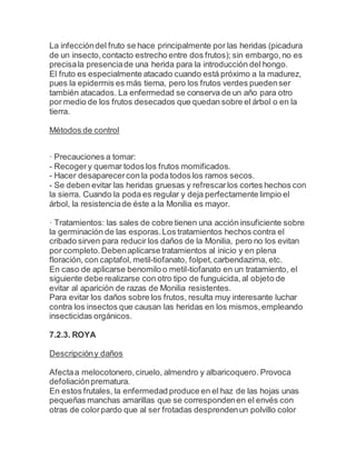 La infeccióndel fruto se hace principalmente por las heridas (picadura
de un insecto,contacto estrecho entre dos frutos); sin embargo,no es
precisala presenciade una herida para la introducción del hongo.
El fruto es especialmente atacado cuando está próximo a la madurez,
pues la epidermis es más tierna, pero los frutos verdes puedenser
también atacados. La enfermedad se conserva de un año para otro
por medio de los frutos desecados que quedan sobre el árbol o en la
tierra.
Métodos de control
· Precauciones a tomar:
- Recogery quemar todos los frutos momificados.
- Hacer desaparecercon la poda todos los ramos secos.
- Se deben evitar las heridas gruesas y refrescarlos cortes hechos con
la sierra. Cuando la poda es regular y deja perfectamente limpio el
árbol, la resistenciade éste a la Monilia es mayor.
· Tratamientos: las sales de cobre tienen una acción insuficiente sobre
la germinación de las esporas.Los tratamientos hechos contra el
cribado sirven para reducir los daños de la Monilia, pero no los evitan
por completo.Debenaplicarse tratamientos al inicio y en plena
floración, con captafol, metil-tiofanato, folpet,carbendazima, etc.
En caso de aplicarse benomilo o metil-tiofanato en un tratamiento, el
siguiente debe realizarse con otro tipo de funguicida, al objeto de
evitar al aparición de razas de Monilia resistentes.
Para evitar los daños sobre los frutos, resulta muy interesante luchar
contra los insectos que causan las heridas en los mismos,empleando
insecticidas orgánicos.
7.2.3. ROYA
Descripcióny daños
Afectaa melocotonero,ciruelo, almendro y albaricoquero. Provoca
defoliaciónprematura.
En estos frutales, la enfermedad produce en el haz de las hojas unas
pequeñas manchas amarillas que se correspondenen el envés con
otras de colorpardo que al ser frotadas desprendenun polvillo color
 