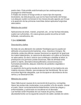 pardo claro. Este polvillo está formado por las uredosporas que
propagan la enfermedad.
A finales de verano el hongo emite un nuevo tipo de esporas
bicelulares, las teleutosporas,que son la fase invernante del hongo.
Los ataques suelen comenzar en los meses de julio-agosto,por lo que
a la aparición de las primeras manchitas deben aplicarse fungicidas
adecuados.
Métodos de control
Aplicaciones de zineb, maneb, propineb,etc., en las fechas indicadas,
suelen ser suficientes.-En casos graves puede recurrirse al metil-
tiofanato, oxicarboxina, etc.
7.2.4. GOMOSIS
Descripcióny daños
Se trata de una alteración de carácter fisiológico que no puede ser
atribuida a la presenciade bacterias, virus, insectos o hongos. No
obstante, estas dos últimas causas favorecensu aparición al igual que
los malos tratamientos, la carencia de abonado o el cultivo en terrenos
no adecuados.Es decir, todo lo que contribuye a debilitar al árbol, lo
predispone ala gomosis:podas excesivas,falta de afinidad entre
patrón e injerto, abonados desequilibrados,excesivasequía o
humedad persistente,ataques violentos de parásitos vegetales o
animales, etc.
La aparición de la goma resulta de la formación en los tejidos de una
materia viscosa y blanda, que escapa por las hendiduras, No es raro
encontrar lágrimas alargadas, que se escapanen abundancia de los
ramos y se desecanal aire.
Métodos de control
Hace falta buscar causas de la secreciónde la goma y corregirlas.
Hacer las podas más moderadas,si es posible,a fin de verano: drenar
el suelo, hacer correctamente los tratamientos contra las plagas y
enfermedades,y sobre todo no escatimar en el abonado.
Las heridas serán limpiadas de sus masas de goma y lavadas
abundantemente con la siguiente solución de caldo: acetato de cobre-
 