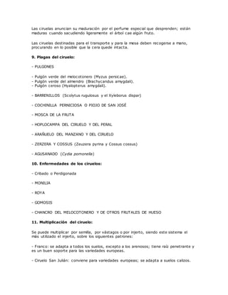 Las ciruelas anuncian su maduración por el perfume especial que desprenden; están
maduras cuando sacudiendo ligeramente el árbol cae algún fruto.
Las ciruelas destinadas para el transporte y para la mesa deben recogerse a mano,
procurando en lo posible que la cera quede intacta.
9. Plagas del ciruelo:
- PULGONES
- Pulgón verde del melocotonero (Myzus persicae).
- Pulgón verde del almendro (Brachycandus amygdali).
- Pulgón ceroso (Hyalopterus amygdali).
- BARRENILLOS (Scolytus rugulosus y el Xyleborus dispar)
- COCHINILLA PERNICIOSA O PIOJO DE SAN JOSÉ
- MOSCA DE LA FRUTA
- HOPLOCAMPA DEL CIRUELO Y DEL PERAL
- ARAÑUELO DEL MANZANO Y DEL CIRUELO
- ZERZERA Y COSSUS (Zeuzera pyrina y Cossus cossus)
- AGUSANADO (Cydia pomonella)
10. Enfermedades de los ciruelos:
- Cribado o Perdigonada
- MONILIA
- ROYA
- GOMOSIS
- CHANCRO DEL MELOCOTONERO Y DE OTROS FRUTALES DE HUESO
11. Multiplicación del ciruelo:
Se puede multiplicar por semilla, por vástagos o por injerto, siendo este sistema el
más utilizado el injerto, sobre los siguientes patrones:
- Franco: se adapta a todos los suelos, excepto a los arenosos; tiene raíz penetrante y
es un buen soporte para las variedades europeas.
- Ciruelo San Julián: conviene para variedades europeas; se adapta a suelos calizos.
 