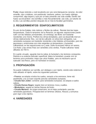 Fruto: drupa redonda u oval recubierta por una cera blanquecina (pruina), de color
amarillo, rojo o violáceo, con pedúnculo mediano, peloso, con hueso oblongo,
comprimido, algo áspero y que por un lado presenta una sola costilla. Dentro del
hueso se encuentran dos semillas o más frecuentemente una sola, por aborto de
la otra. Las semillas pierden después de un mes la facultad germinativa.
2. REQUERIMIENTOS EDAFOCLIMÁTICOS
Es uno de los frutales más rústicos y fáciles de cultivar. Resiste bien las bajas
temperaturas. Dado lo temprano de su floración, en algunas exposiciones puede
sufrir con las heladas primaverales; sin embargo, las flores son bastante
resistentes a la misma. Prefiere los climas templados, pero se desarrolla bien en
climas relativamente fríos, con tal de cultivarlo en sitios bien abrigados. Las
variedades europeas son bastante resistentes a las heladas primaverales, pero las
japonesas y americanas son más exigentes en temperatura y humedad,
cultivándose en las exposiciones sur y este. Sufre la escasez hídrica en verano.
Los frutos y las ramas finas son sensibles a los vientos. Puede cultivarse hasta
altitudes de 700 m.
En cuanto al suelo, aguanta bien la caliza, la humedad y los terrenos compactos.
Debido a su sistema radicular superficial, tolera la humedad y puede vivir en
terrenos poco profundos mejor que otros frutales, pero es necesario que el
subsuelo sea fresco, pero sin humedad en exceso.
3. PROPAGACIÓN
Se puede multiplicar por semilla, por vástagos o por injerto, siendo este sistema el
más utilizado el injerto, sobre los siguientes patrones:
- Franco: se adapta a todos los suelos, excepto a los arenosos; tiene raíz
penetrante y es un buen soporte para las variedades europeas.
- Ciruelo San Julián: conviene para variedades europeas; se adapta a suelos
calizos.
- Ciruelo Damas Negro: vegeta bien en terrenos ricos y sueltos.
- Mirabolano: vegeta en tierras frescas de fondo.
- Ciruelo Mariana: de origen americano, es el mejor portainjerto para las
variedades japonesas. Prospera bien en terrenos silíceos, frescos y comunica
gran vigor a los injertos.
4. VARIEDADES
 