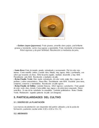 - Golden Japan (japonesa): Fruto grueso, amarillo claro pajizo, piel brillante
gruesa y resistente, carne muy jugosa y agradable. Fruto resistente al transporte.
Árbol vigoroso y de gran fertilidad. Recolección a mediados de junio.
- Santa Rosa: Fruto de tamaño grande, redondeado y acorazonado. Piel de color rojo
intenso. Carne amarillo ámbar y carmín claro, blanda, muy jugosa, dulce y perfumada, con
sabor que recuerda a la fresa. Árbol de porte erguido, mediano desarrollo y muy fértil.
Parcialmente auto-fértil. Recolección a mediados de julio.
- Reina Claudia Verde: fruto medio redondeado, de color verde, pulpa fina y jugosa, de
perfume y sabor característicos. Hueso libre. Parcialmente auto-fértil. Excelente para mesa,
compotas, conservas y mermeladas. Recolección en julio-agosto.
- Reina Claudia de Oullins: variedad francesa. Árbol vigoroso y productivo. Fruto grande
de color verde claro, dorado. Carne pálida muy jugosa y de asbor poco azucarado. Hueso
semi-libre. Es una de las variedades ás extendidas. Variedad polinizadora: Reina Claudia
Verde. Maduración: segunda quincena de julio (en Zaragoza)
5. PARTICULARIDADES DEL CULTIVO
5.1. DISEÑO DE LA PLANTACIÓN
Los marcos de plantación van depender del patrón utilizado y de la poda de
formación, pudiendo oscilar entre 4,50 x 4,50 a 10 x 10.
5.2. ABONADO
 