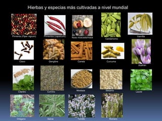 Pimienta (Piper nigrum): Pimientos (capsicum):
Nuez moscada/mace
Cardamomo
Vainilla
Clavo Gengibre Canela Curcuma
Azafrán
Cilantro Comino
Mostaza Sésamo
Laurel
Orégano Salvia Tomillo Romero
Hierbas y especias más cultivadas a nivel mundial
 
