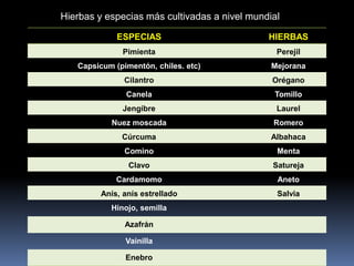 ESPECIAS HIERBAS
Pimienta Perejil
Capsicum (pimentón, chiles. etc) Mejorana
Cilantro Orégano
Canela Tomillo
Jengibre Laurel
Nuez moscada Romero
Cúrcuma Albahaca
Comino Menta
Clavo Satureja
Cardamomo Aneto
Anís, anís estrellado Salvia
Hinojo, semilla
Azafrán
Vainilla
Enebro
Hierbas y especias más cultivadas a nivel mundial
 