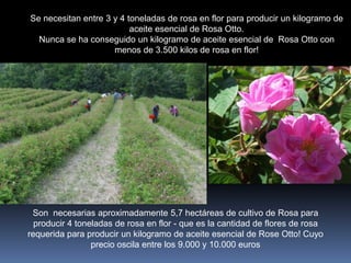 Se necesitan entre 3 y 4 toneladas de rosa en flor para producir un kilogramo de
aceite esencial de Rosa Otto.
Nunca se ha conseguido un kilogramo de aceite esencial de Rosa Otto con
menos de 3.500 kilos de rosa en flor!
Son necesarias aproximadamente 5,7 hectáreas de cultivo de Rosa para
producir 4 toneladas de rosa en flor - que es la cantidad de flores de rosa
requerida para producir un kilogramo de aceite esencial de Rose Otto! Cuyo
precio oscila entre los 9.000 y 10.000 euros
 