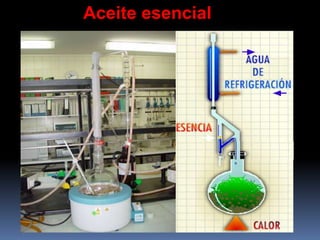 Aceite esencial
 