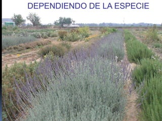 DEPENDIENDO DE LA ESPECIE
 