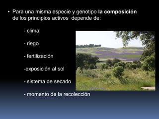 • Para una misma especie y genotipo la composición
de los principios activos depende de:
- clima
- riego
- fertilización
-exposición al sol
- sistema de secado
- momento de la recolección
 